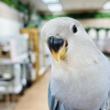 【最新画像】綺麗な羽が生えてきたよ❣️コザクラインコちゃん（ブルーチェリー）ヒナ