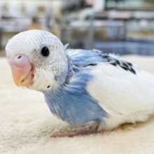 【最新画像】爽やかカラー‎🤍💙セキセイインコ（パイド）ヒナ