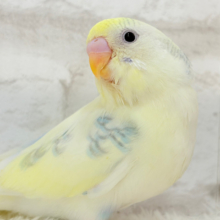どこに遊びに行こうかなっ♬*°セキセイインコ(パステルカラーレインボースパングルパイド) ヒナ