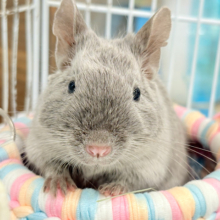 【動画更新🪄】魅力溢れるむちむちちゃん🌿💖デグー(シルバー) 女の子