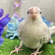 セピアに輝け📸‪✧*｡オカメゴコロ‎🤍💭オカメインコ(WFシナモンパールパイド/2025年3月生まれ)