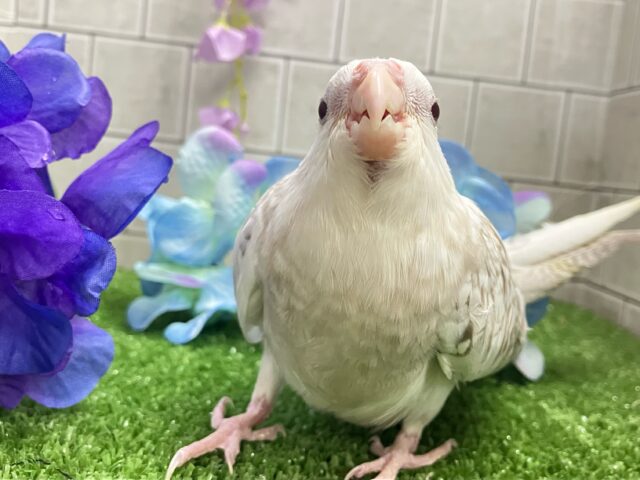 セピアに輝け📸✧*。オカメゴコロ🤍💭オカメインコ(WFシナモンパールパイド/2025年3月生まれ) セピアに輝け📸✧*。オカメゴコロ🤍💭オカメインコ(WFシナモンパールパイド/2025年3月生まれ)