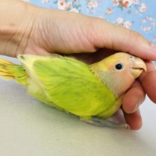 若苗色の優しいグラデーション🌼🍃手乗りコザクラインコさん💟