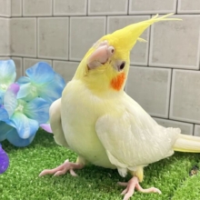 前かけ装着‎🌟 ̖́-‬ご飯スイッチ𝐎𝐍❕🍼 ⟡꙳オカメインコ(ルチノー/2025年3月生まれ)