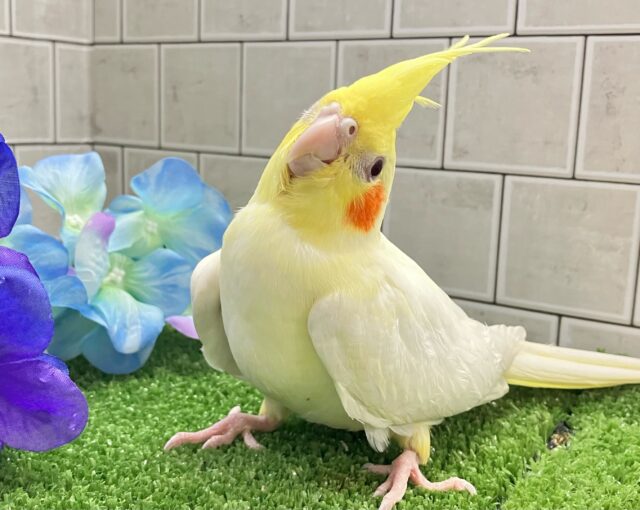前かけ装着‎🌟 ̖́-‬ご飯スイッチ𝐎𝐍❕🍼 ⟡꙳オカメインコ(ルチノー/2025年3月生まれ)