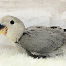 【最新画像更新🪄】大きくなったら遊んでほしいなっ　て思うきょうこの頃～　コザクラインコ　モーブ～～