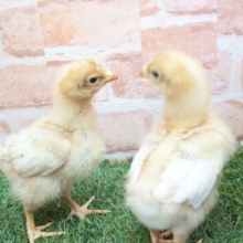 ピヨピヨ🐥🐥ボリスブラウン