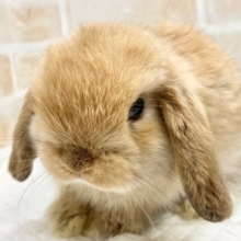 ロップイヤーラビット（オレンジ）　小さくてびっくり！かわいいロップさんが来ました！