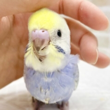 人気のカラフルカラー💛💜🩵セキセイインコ（レインボー）