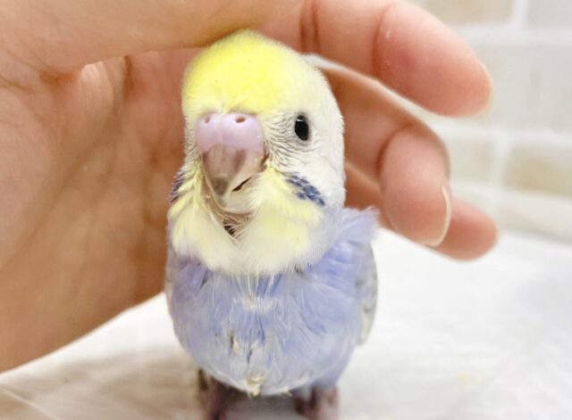 人気のカラフルカラー💛💜🩵セキセイインコ（レインボー）
