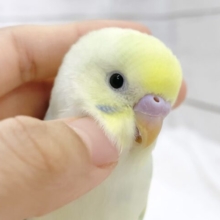 最新画像あり⭐️フンワリ優しい色合い🩵💛🤍セキセイインコ（パステルレインボースパングルパイド）