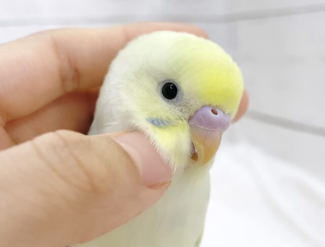 最新画像あり⭐️フンワリ優しい色合い🩵💛🤍セキセイインコ（パステルレインボースパングルパイド）