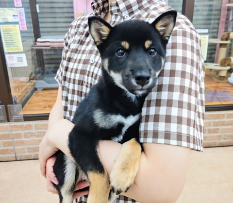 豆柴（黒）女の子♪おしゃべりするよ！（柴語）