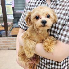 動画あり！最新画像！ハーフ犬（チワワ×トイプードル）男の子♫やんちゃなイタズラっ子！