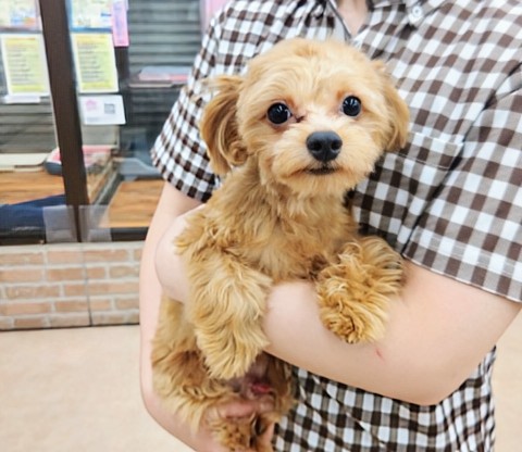 動画あり！最新画像！ハーフ犬（チワワ×トイプードル）男の子♫やんちゃなイタズラっ子！