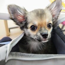 最新画像！ロングコートチワワ（フォーン&ホワイト）女の子♪楽しくってしっぽブンブンとまりませ〜ん💕