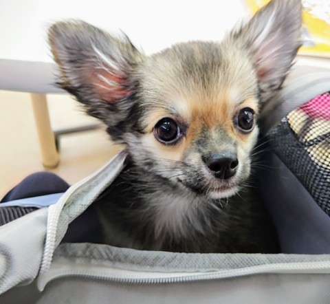 最新画像！ロングコートチワワ（フォーン&ホワイト）女の子♪楽しくってしっぽブンブンとまりませ〜ん💕