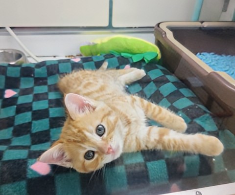 最新画像!ジェネッタ(レッド)男の子♫野生感たっぷり! ジェネッタ