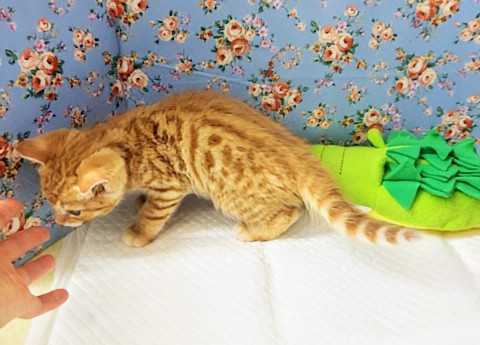 最新画像!ジェネッタ(レッド)男の子♫野生感たっぷり! ジェネッタ