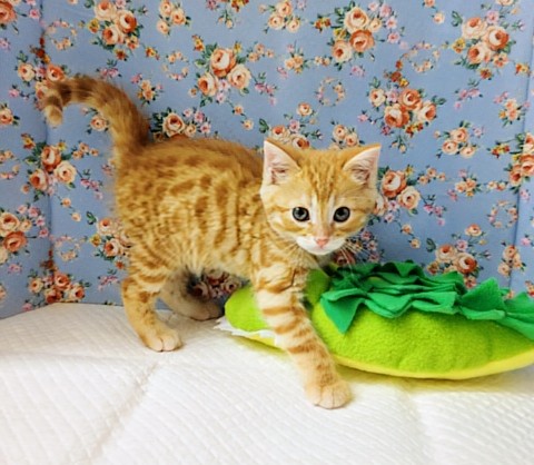 最新画像!ジェネッタ(レッド)男の子♫野生感たっぷり! ジェネッタ