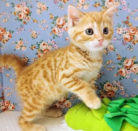 最新画像!ジェネッタ(レッド)男の子♫野生感たっぷり! ジェネッタ