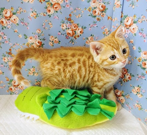 最新画像!ジェネッタ(レッド)男の子♫野生感たっぷり! ジェネッタ