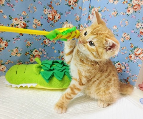 最新画像!ジェネッタ(レッド)男の子♫野生感たっぷり! ジェネッタ