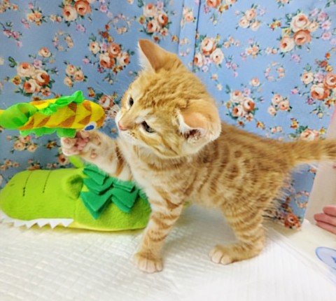 最新画像!ジェネッタ(レッド)男の子♫野生感たっぷり! ジェネッタ