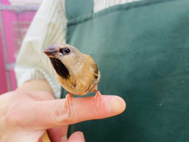 あと一羽🌟最新画像あります！当店初!!激レア!!シュバシキンセイ鳥のヒナがやって来ました🎉🎉