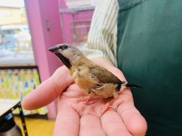 あと一羽🌟最新画像あります!当店初!!激レア!!シュバシキンセイ鳥のヒナがやって来ました🎉🎉 キンセイチョウ