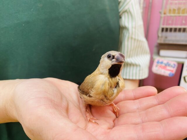 あと一羽🌟最新画像あります!当店初!!激レア!!シュバシキンセイ鳥のヒナがやって来ました🎉🎉 キンセイチョウ