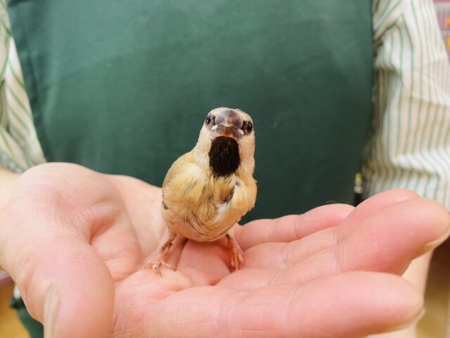 あと一羽🌟最新画像あります!当店初!!激レア!!シュバシキンセイ鳥のヒナがやって来ました🎉🎉 キンセイチョウ