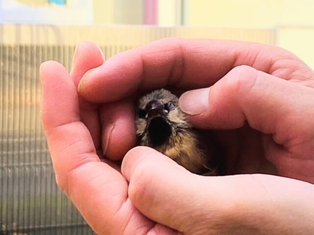 あと一羽🌟最新画像あります!当店初!!激レア!!シュバシキンセイ鳥のヒナがやって来ました🎉🎉 キンセイチョウ