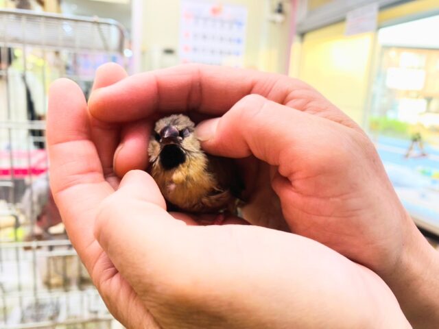 あと一羽🌟最新画像あります!当店初!!激レア!!シュバシキンセイ鳥のヒナがやって来ました🎉🎉 キンセイチョウ