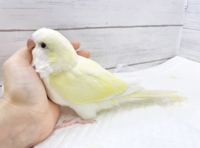 オキナインコ