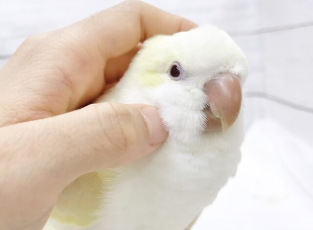オキナインコ