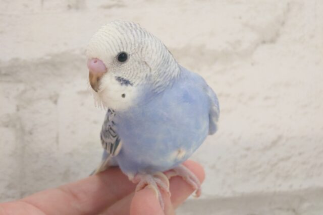 最新画像になります☆　安心感たっぷり♬*°セキセイインコ(オパーリン) ヒナ