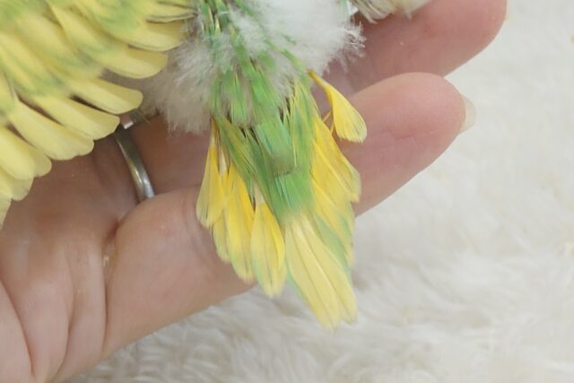 セキセイインコ