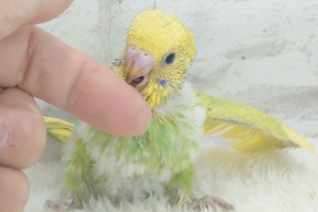 セキセイインコ