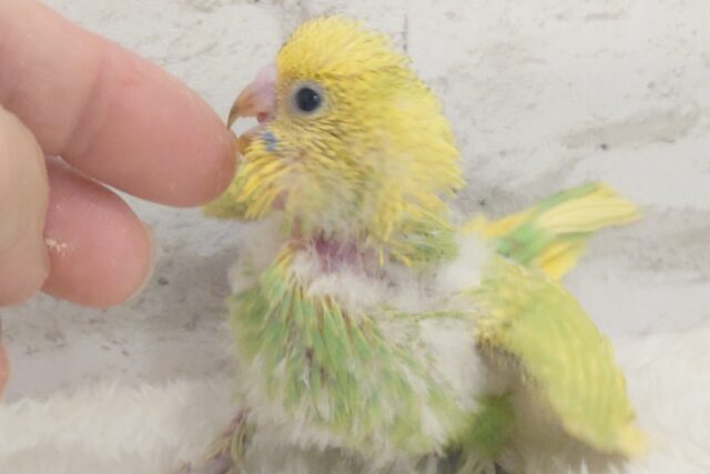 セキセイインコ