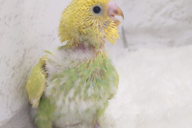 セキセイインコ