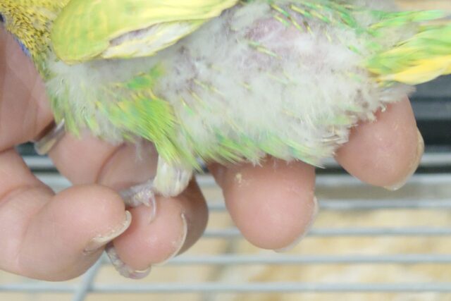 セキセイインコ