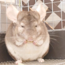【動画更新🪄】癒やしのプロが、おしえる「食べる」たのしみーー　チンチラ　ブロンズ〜〜