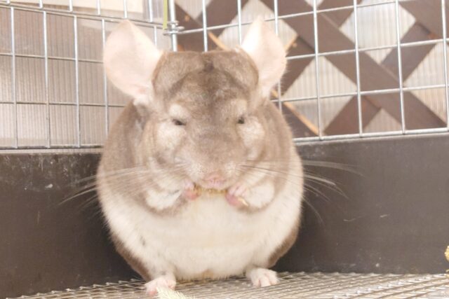 【動画更新🪄】癒やしのプロが、おしえる「食べる」たのしみーー　チンチラ　ブロンズ〜〜