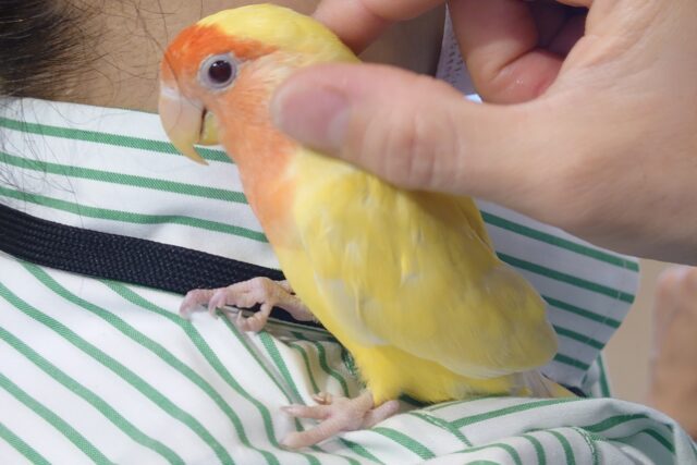 コザクラインコ（小桜インコ）