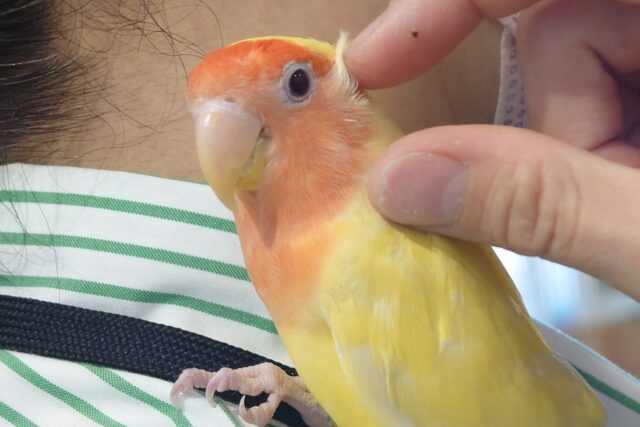 コザクラインコ（小桜インコ）