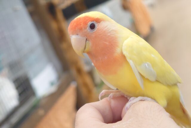 コザクラインコ（小桜インコ）