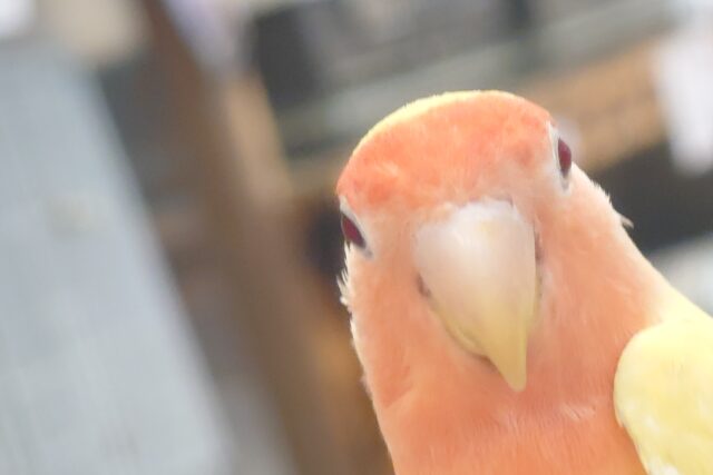 コザクラインコ（小桜インコ）