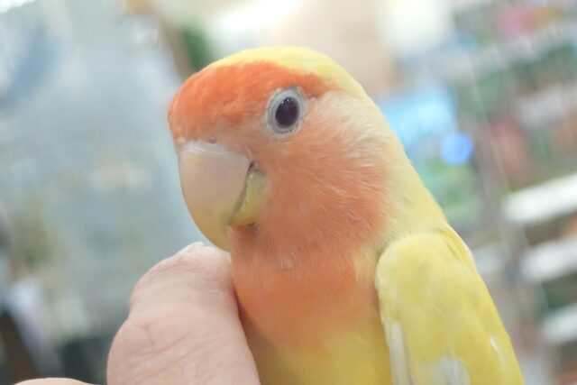 コザクラインコ（小桜インコ）
