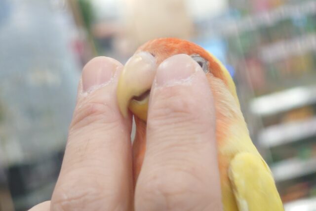 コザクラインコ（小桜インコ）